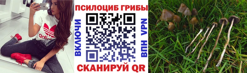 Галлюциногенные грибы Magic Shrooms  Купить где  Юрюзань 